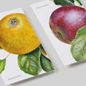 Beautiful Botanic Illustration Business Cards For A Cider Company